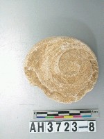 藏品(小型螺蓋製貝刮器)的圖片